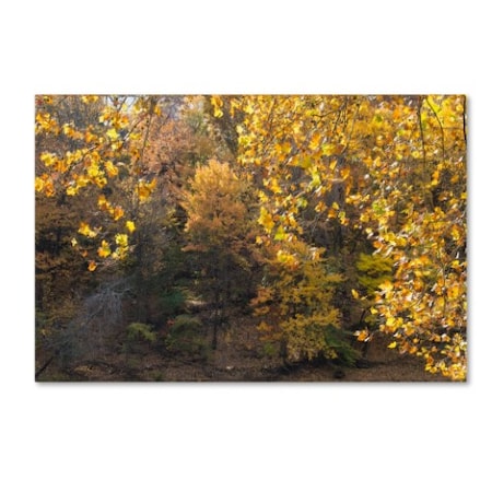 Trademark Fine Art Kurt Shaffer 'Golden Autumn 2' Canvas Art, 16x24 KS01034-C1624GG